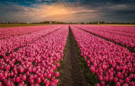 Wallpaper Field Flowers Tulips Pink Netherlands Buds A Lot Images