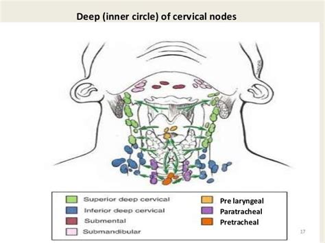 Examination Of Lymph Nodes Of Head And Neck