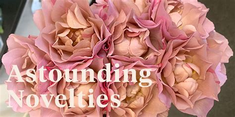 Alexandra Farms Introduces Nine New Garden Rose Varieties Article On