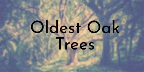 8 Oldest Oak Trees Ever Found