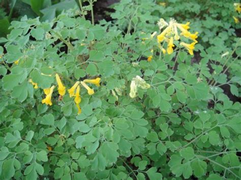 We did not find results for: Planning a Perennial Shade Garden, Part 2: Unique Shade ...
