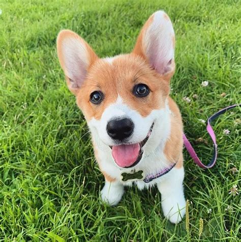 She is of very high pedigree, with short stocky legs, wide. Corgi Puppies For Sale | Los Angeles, CA #341463 | Petzlover