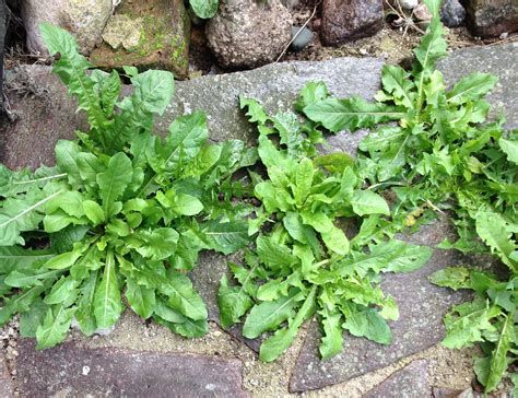 Common Garden Weed Identification Pictures And Descriptions The Old