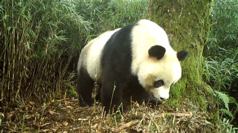 Wild Giant Pandas Have Been Frequently Caught On Camera In A Nature Reserve In Southwestern
