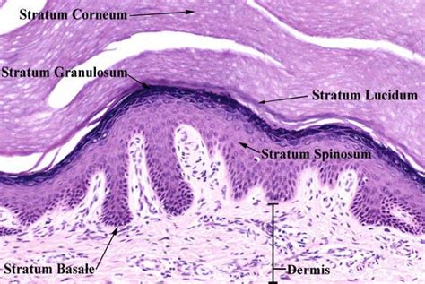 The pathologist may study the tissue under a microscope or. Print Anatomy & Physiology: The Integumentary System ...