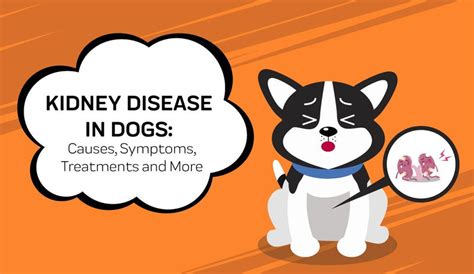 Kidney Disease In Dogs A Total Guide Innovet Pet