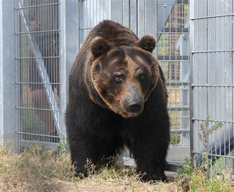 Endangered Brown Bears Rehomed At Yorkshire Wildlife Park Bbc News