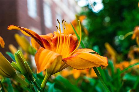 Yellow And Orange Flower Photograph By Nathan Hillis