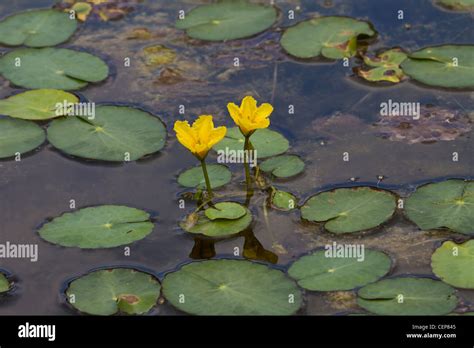 Europaeische Seekanne Nymphoides Peltata Fringed Water Lily Stock