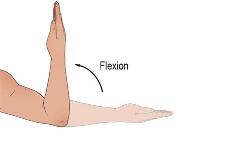 Flexion Mammoth Memory Definition Remember Meaning