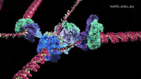 Animated Photo Glass Bead Game Dna Activities Dna Polymerase Dna