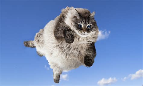 Flying Cats