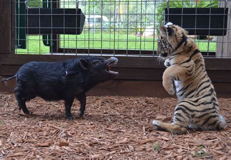 Unlikely Animal Friends Tiger Cubs Fawn And Potbellied Pig Pal