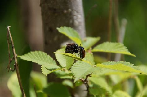 Free Images Tree Nature Branch Plant Leaf Flower Wildlife Green Insect Botany