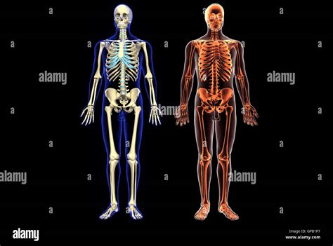 Ilustración 3d De La Anatomía Del Esqueleto Del Cuerpo Humano