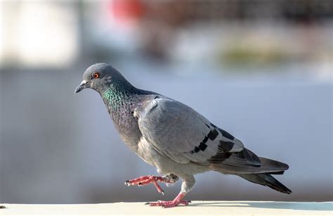 Dove Pigeon Bird Free Photo On Pixabay Pixabay
