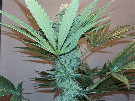 Bud | a complete bud overview by marketwatch. Purple Bud (White Label) :: Cannabis Strain Info