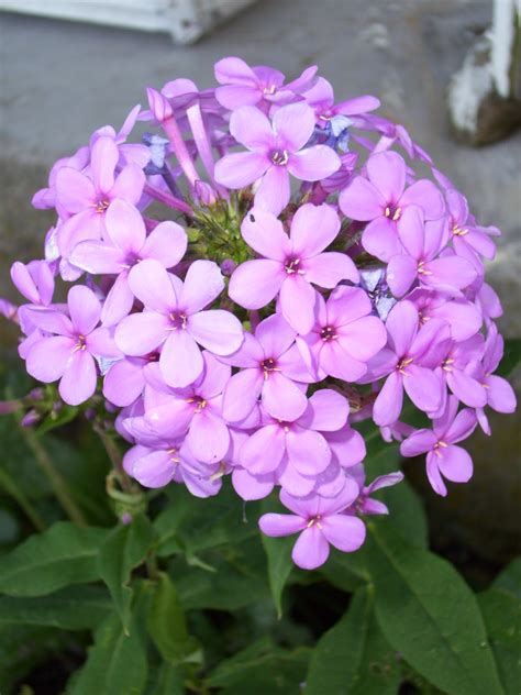 These flowers are bushy blossoms that are easy to recognize both by their look and scent. Purple Flower Names And Pictures - Beautiful Flowers