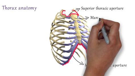 Chest Bone Anatomy Diagram