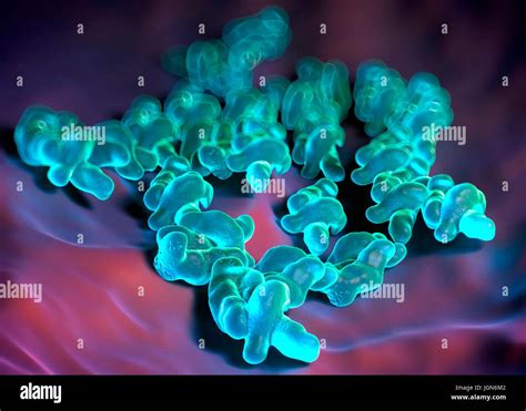 La Bacteria Campylobacter Jejuni Ilustración Fotografía De Stock Alamy
