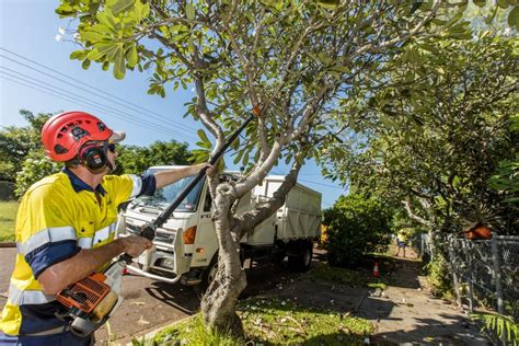 Tree Trimming Prices Palm Beach County Pro Tree Trimming And Removal Team