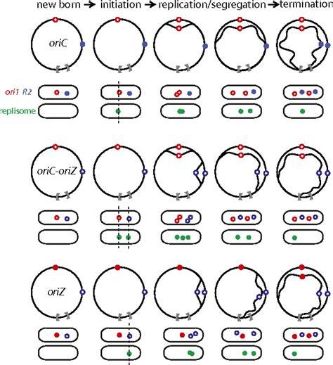 replication and segregation of an escherichia coli chromosome with two replication origins pnas