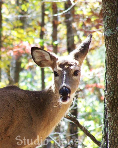 Sour Face 5x7 Animal Deer Doe Outdoors Nature Funny