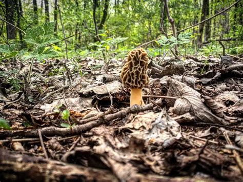 Fun Gi Facts About Morel Mushrooms In Michigan Michigan