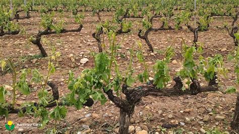 Granizo En El Viñedo Que Hacer Y Que Tratamientos Aplicar