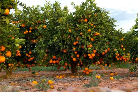 Stock Image Of Orange Orchards In Valencia Spain Orange Tree