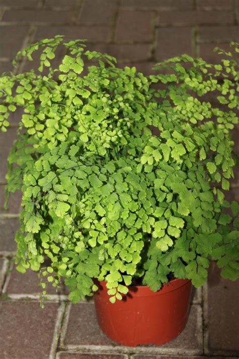 Indoor Plant Adiantum Raddicons Fragrans Maiden Hair Fern Large