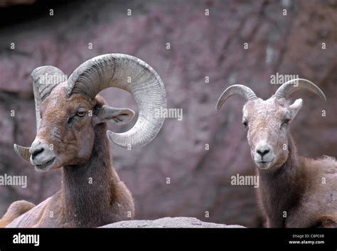 Desert Bighorn Sheep Ovis Canadensis Nelsoni Ram Male And Ewe