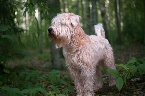 The 10 Best Dog Breeds For Allergy Sufferers