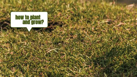 How To Successfully Plant And Grow A Lush Centipede Grass Lawn A