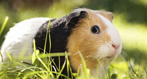 The Terrifying Guinea Pigs Of Ancient History Knowledgenuts