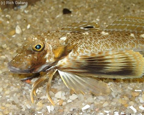 Northern Sea Robin ~ New Jersey Scuba Diving