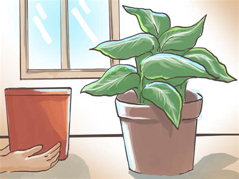 To revive the plant, reduce water use to keep the soil dry and apply fungicide on the sunflower. How to Revive Malnourished House Plants: 7 Steps (with ...