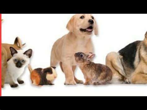 Affordable petcare hospital and dr. Animal Medical Center Veterinary Pet Hospital in Covina CA ...