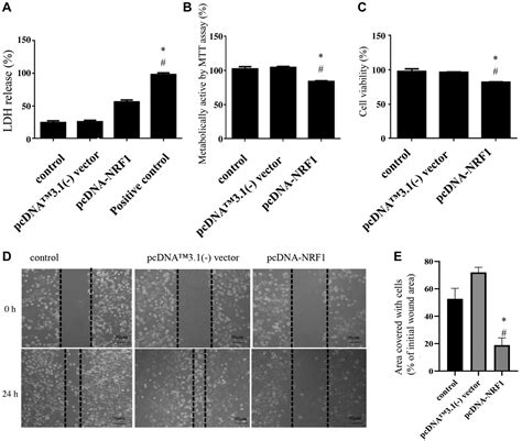 Nuclear Respiratory Factor 1 Overexpression Inhibits Proliferation And