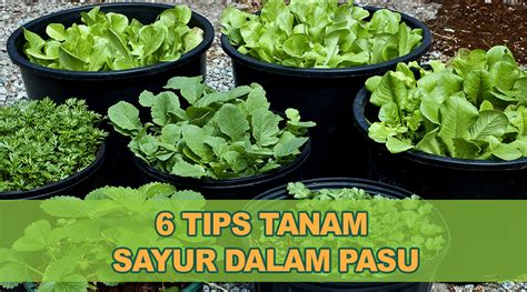 Hal ini juga tidak terkecuali untuk tanaman tembikai atau semangka. 6 Tips Tanam Sayur Dalam Pasu (Dengan gambar) | Menanam ...