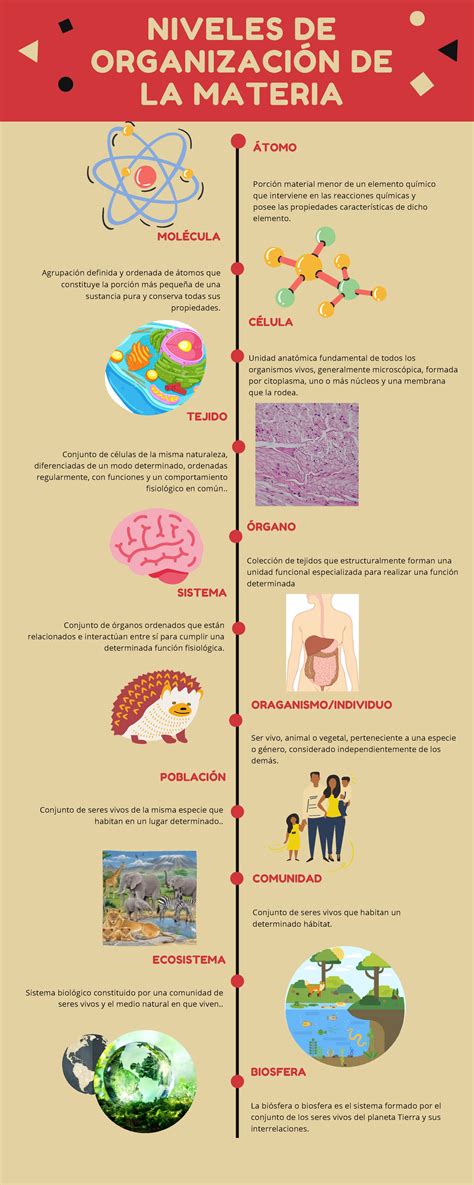 Top Niveles De Organizacion De La Materia Con Ima Vrogue Co