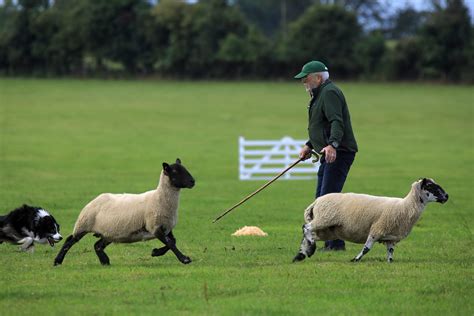 Irish Team Selected For International Sheepdog Trials Agrilandie