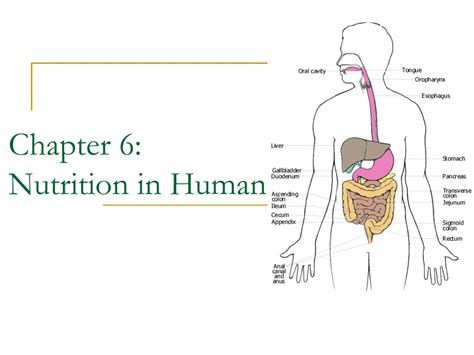 Nutrition In Human Beings Part Life Processes Alimentary Canal My XXX