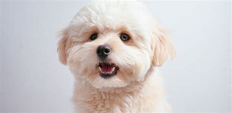 Pomapoo Breed Guide Pets Online