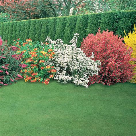 In fact, these ornamental bushes, from those that bloom in the shade to those that show their color best in full sun, make for beautiful additions to walkway borders , around pool areas. Bring Lots of Color to Your Summer Garden | The Tree Center™