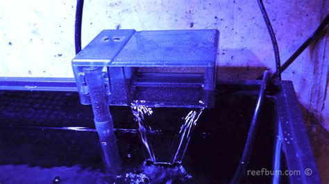 How To Setup A Sps Quarantine Tank Reefbum