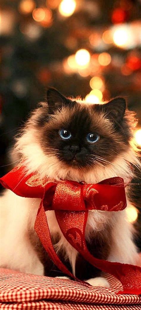 Lovely Pets Top 5 Cutest Fluffy Cats That Make You Crazy