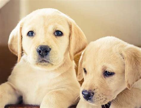 How much food for puppy labrador. 6 Things to Consider Before Buying a Labrador
