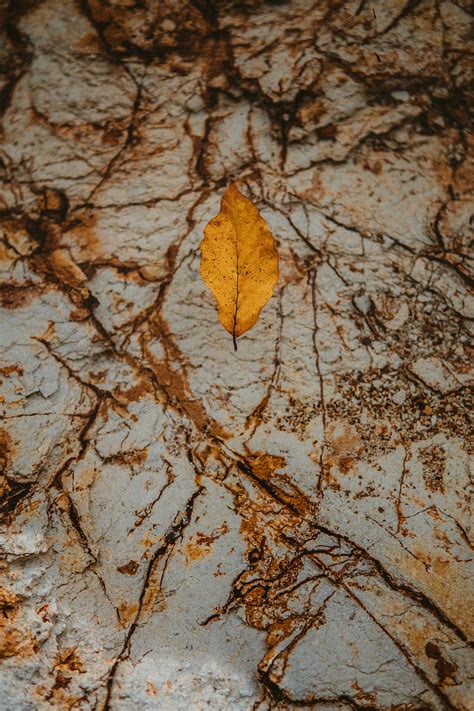 Leaf Dry Yellow Autumn Stone Hd Phone Wallpaper Peakpx