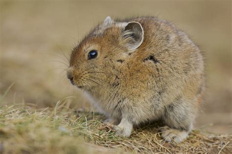 Birding Mongolia